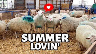 How We Breed Our Sheep in the Summer! (OUT OF SEASON BREEDING): Vlog 330