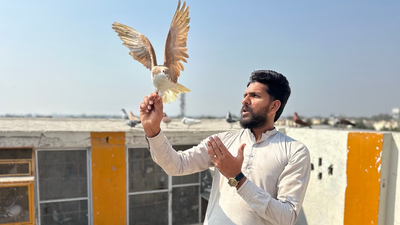 New kabutaro ko khol diya or phr Kya hua 😨😨😱