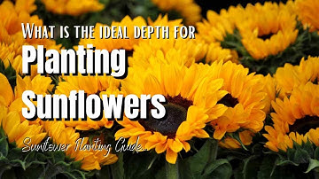 What Is The Ideal Depth For Planting - The Walled Nursery