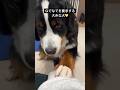 なでなでを要求する大きな犬 #バーニーズマウンテンドック #1歳0ヶ月