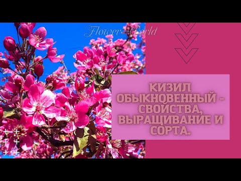 Кизил обыкновенный - свойства, выращивание и сорта.😍