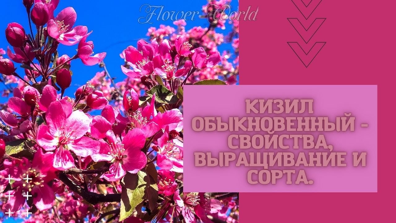 Кизил обыкновенный - свойства, выращивание и сорта.😍 - YouTube