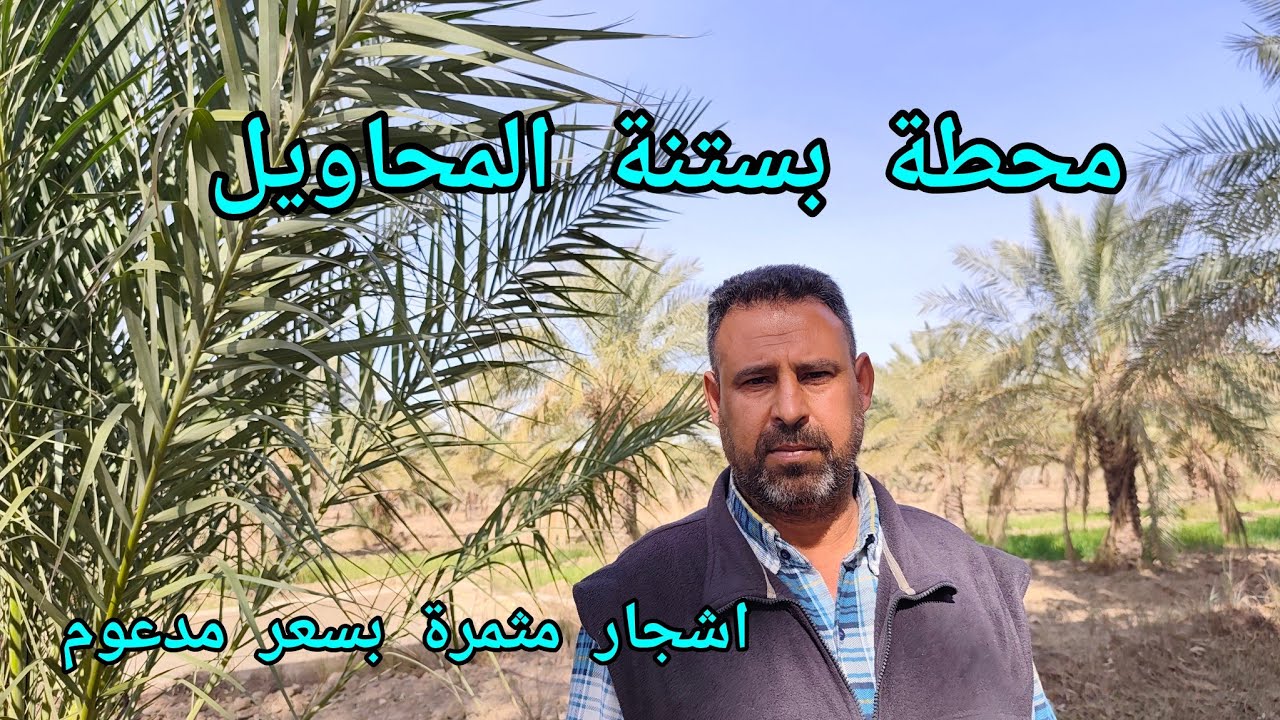 محطات البستنة بالعراق تبيع الأشجار المثمرة بأسعار مدعومة ومخفضة محطة بستنة المحاويل نموذجا 