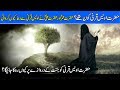 Hazrat Awais Qarni Kon Thy ?Story Of Hazrat Awais Qarni Urdu Stories ! Islamic Stories