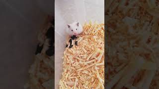 hamster entraient de manger