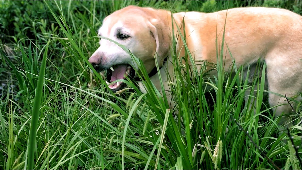 why do dogs eat grass and is it good for them