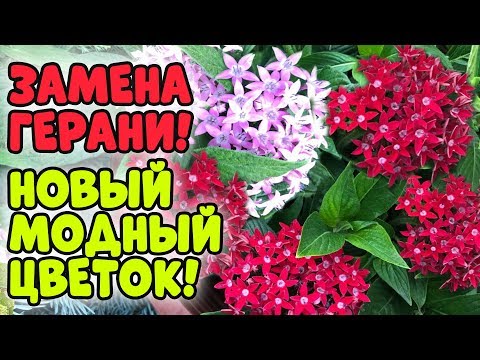 НОВЫЙ МОДНЫЙ ЦВЕТОК - ПЕНТАС!