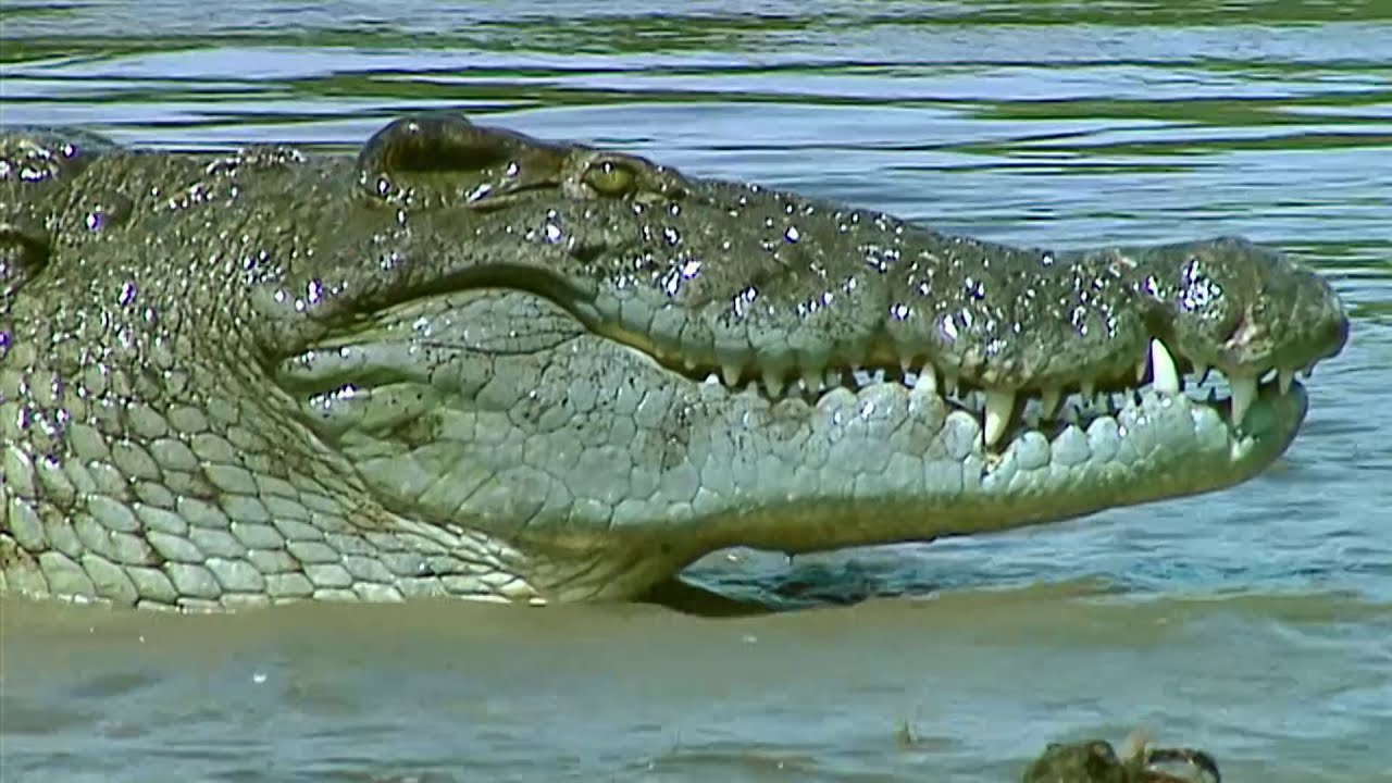 Le monde des prdateurs  Le Fleuve  Documentaire