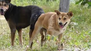 Dog Traditional Meeting dog meeting video in village  summer season। rural dogs first time  Meeting