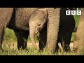 Elephant baby’s giant first steps 🐘👏 Dynasties II - BBC