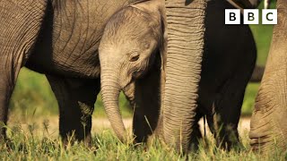 Elephant baby’s giant first steps 🐘👏 Dynasties II - BBC