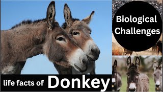 Donkey