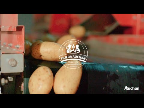 Video: Soi De Cartofi Sonny, Descriere, Fotografie, Caracteristici și Recenzii, Precum și Caracteristici De Cultivare