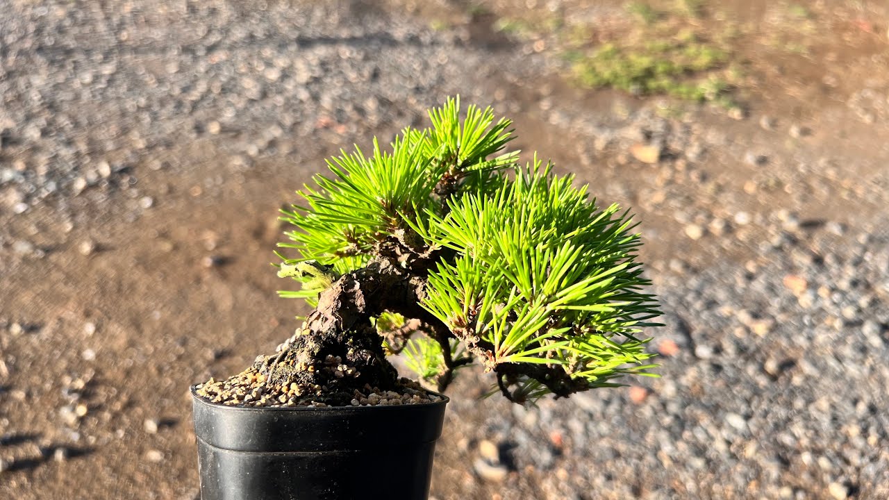 AKM】ミニ赤松の古葉取り #盆栽 #bonsai - YouTube