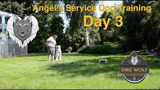 Angel's Service Dog Training - Day 3 by DireWolf Dogs of Vallecito, LLC 106 views 2 years ago 9 minutes, 47 seconds