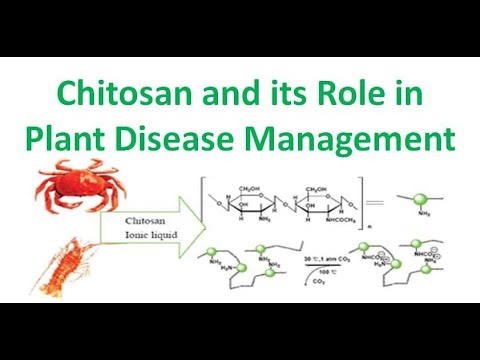 کیتوزان و نقش آن در مدیریت بیماری های گیاهی