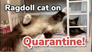 Ragdoll cat on quarantine! by Rex and Sky In the City 498 views 3 years ago 1 minute, 46 seconds