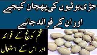 Tukhme Konch K Fawaid Ur Us K Istemal Jari Botion Ki Pehchan Ur Un K Fawaid