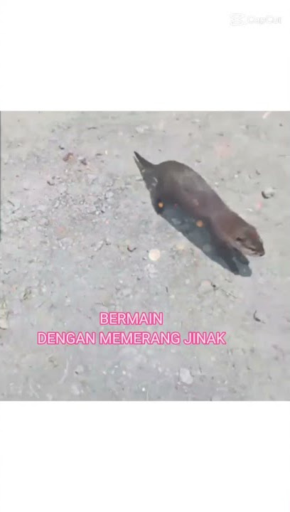 BERMAIN DENGAN MEMERANG JINAK. #shorts #berang²#otter#memerang#zainudinmdzainchannel