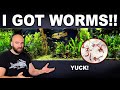 Diary Of A Fish Room: I Got Worms!!