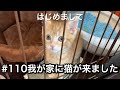 #110 我が家に猫が来ました