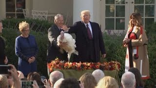 President Trump pardons Thanksgiving turkeys