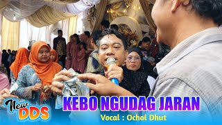 KEBO NGUDAG JARAN VOC. OCHOL DHUT FT ORGAN DANGDUT NEW DDS SHOW TUKDANA INDRAMAYU 