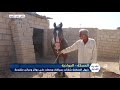 تربية الخيل العربية الأصيلة ثقافة توارثتها الأجيال في ريف الحسكة 