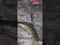 This ‘Giant’ Anaconda Clip Is Lying to You