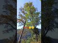 tree cutting#skilled#chainsawman#jungle.