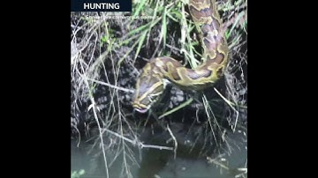 Not all snakes eat every day. Push the comment below. 👇😍 #shorts #snake #wild #love