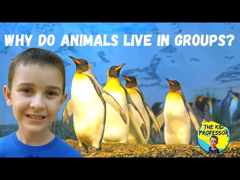 Interdependent Relationships in Ecosystems: Why do Some Animals Live in Groups?