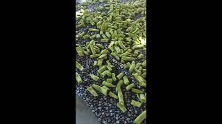 Yeşi̇l Fasulye Kurutma Işlıkhazırlık Işlıkhazırlıkları Işlıkhazırlığı Şilfasulye