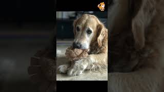 Rescue | S2688 #cute #cutedog #dog #cutedog #dogs #cute #shorts #youtubeshorts #tiktok #puppy #pets