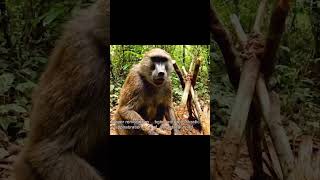 Monkey Vlogger’s Muddy Adventure Gone Wrong! 😂🌿 #funny #comedyshorts #pov #comedy #trending #viral