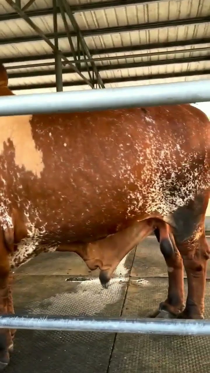 বাংলাদেশে প্রযুক্তি নির্ভর ক্যাটেল ফার্ম । Nahar Dairy । Technologically Advanced Cattle Ranch in Bd