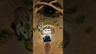 Famous Tiny Camera on a Jerboa 🐭। Real Desert Burrow Pov ! 🤯#wildlife#jerboa#scalecam# Shorts Wealth