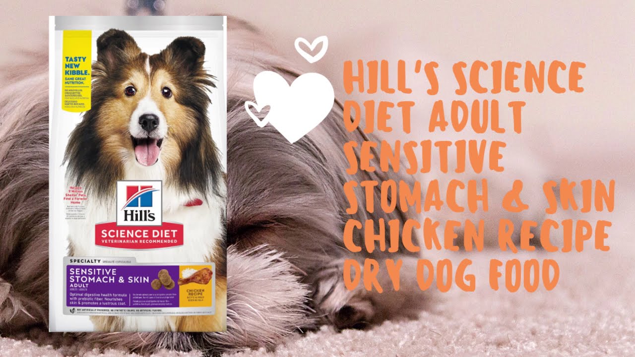 Top Rated Dog Food Brands 2020 - YouTube