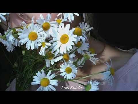 Daisy; Zedd//subtitulada en español