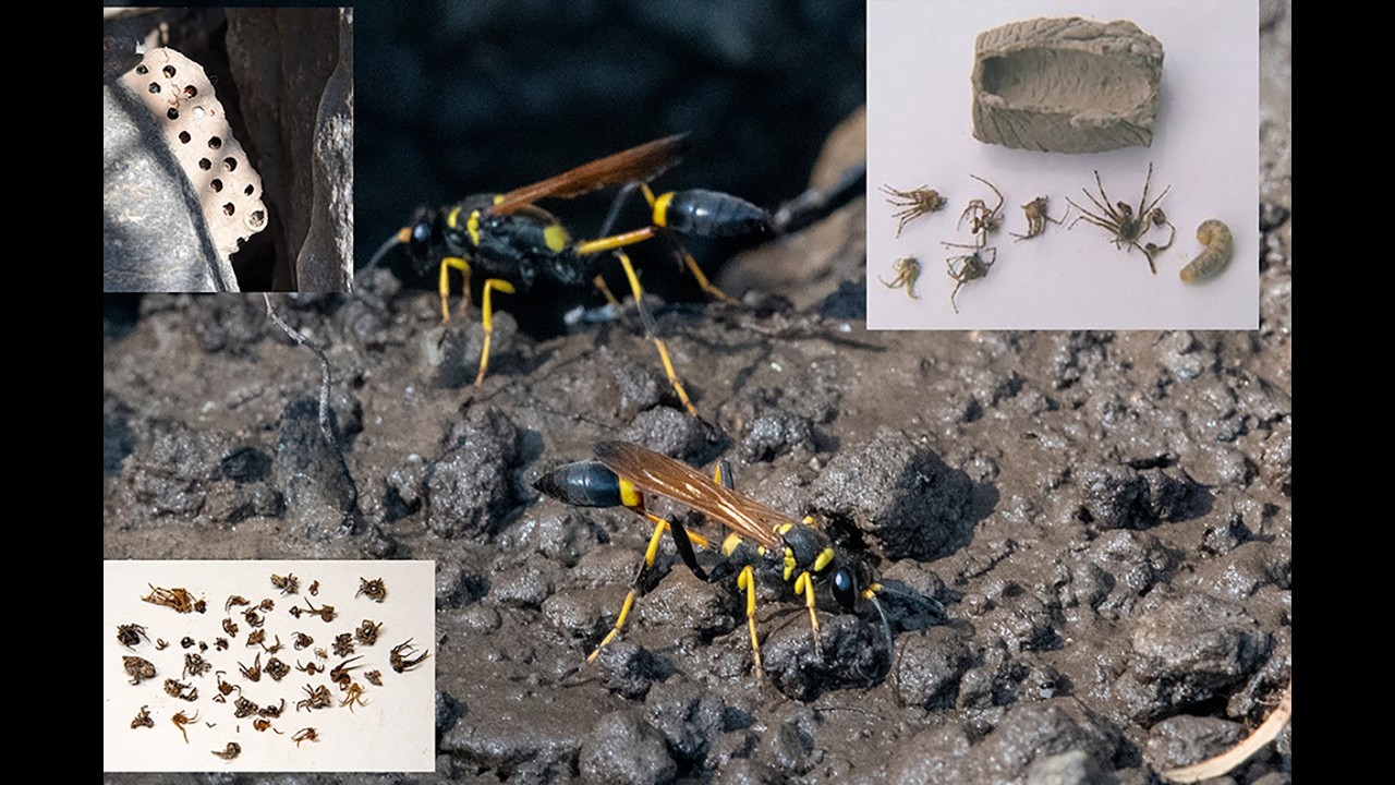 Осы питаются пауками и земляными осами.