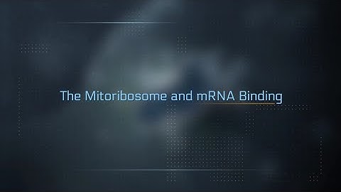 The Mitoribosome & mRNA Binding