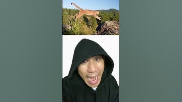 Cuộc Chiến Chúa Tể Rừng Xanh | Điều thú vị có thể bạn chưa biết | Davo