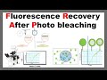 Fluorescence recovery after photo bleaching  frap  principle  application of frap