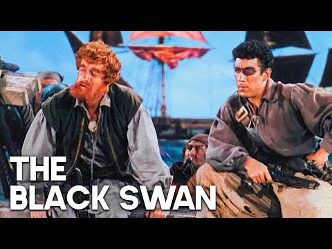 Video: The black swan is a noble bird