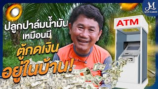 Download Lagu ปาล์มน้ำมัน อาชีพมั่นคงทำได้จริง สร้าง \ MP3