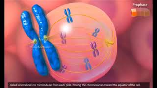 توضيح الطور البيني وماذا يحدث عند انقسام الخلية