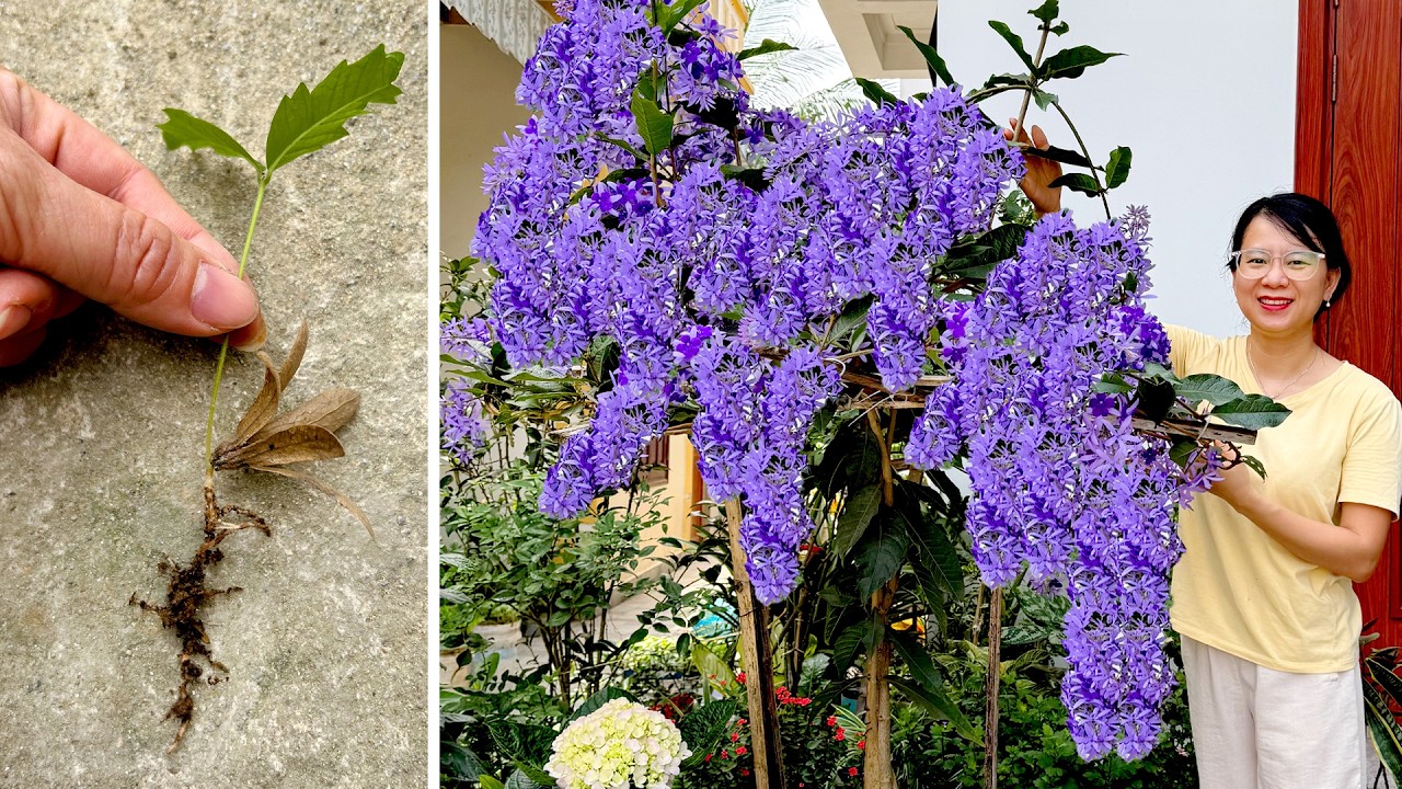 Удивительно с этим цветком! Отличная идея для небольшого сада, который всегда полон красок