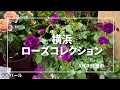 《横浜ローズコレクション》気になるロサオリ最新品種／デルバール／ローズドゥメルスリー／ドリュ等／横浜フラワー＆ガーデンフェスティバル2024 #横フラ