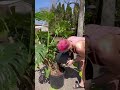 Repot my GIANT MONSTERA with me! 🪴