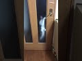 【5秒動画】ウチの猫のドア開けシーン
